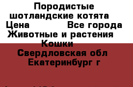 Породистые шотландские котята. › Цена ­ 5 000 - Все города Животные и растения » Кошки   . Свердловская обл.,Екатеринбург г.